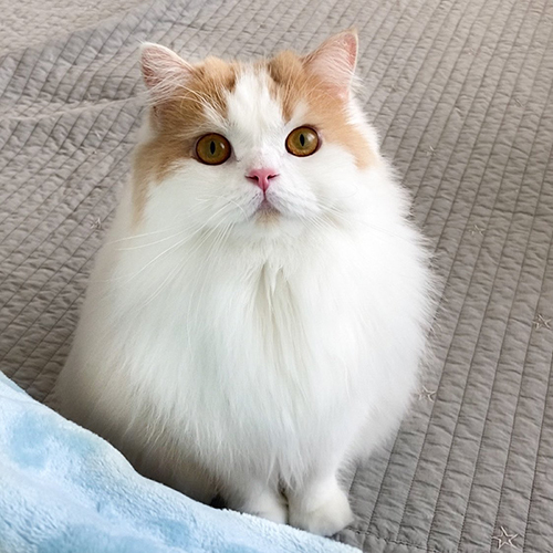 レモンくん正面