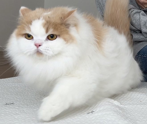 左方向に逃げるレモンくんトリミング