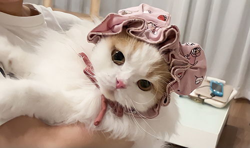 レモンくんかぶりもの