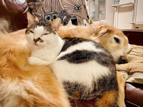 小麦ちゃんと豆ちゃん