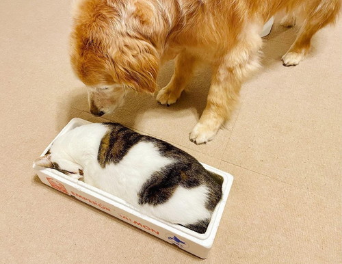 小麦ちゃんと豆ちゃん