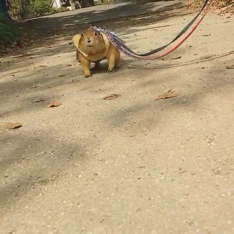 わんこのまねして地面にすりすりブイくん