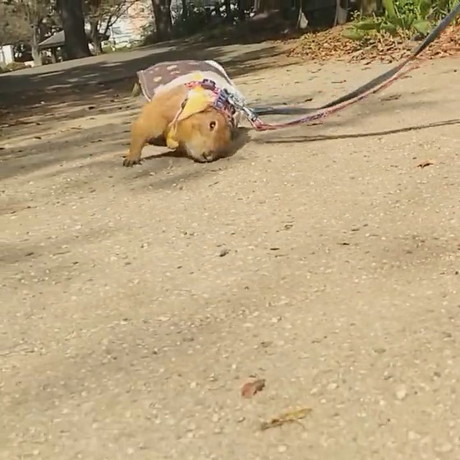 わんこのまねして地面にすりすりブイくん