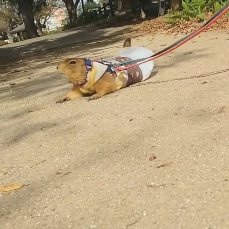 わんこのまねして地面にすりすりブイくん