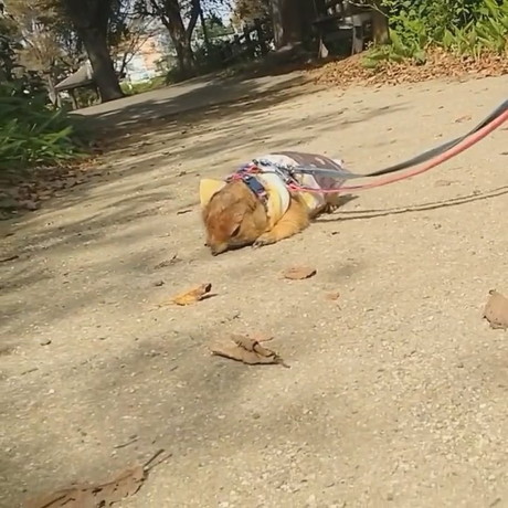 わんこのまねして地面にすりすりブイくん