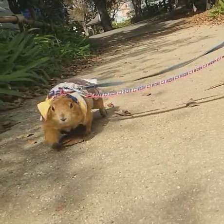 わんこのまねして地面にすりすりブイくん