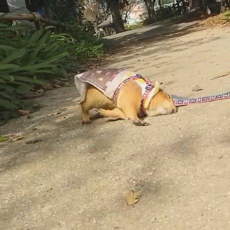 わんこのまねして地面にすりすりブイくん