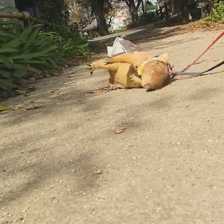 わんこのまねして地面にすりすりブイくん