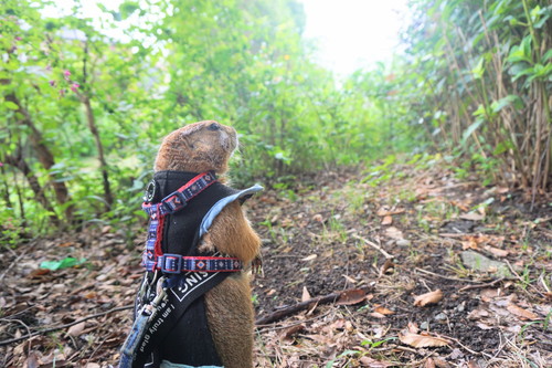 わんこのまねして地面にすりすりブイくん
