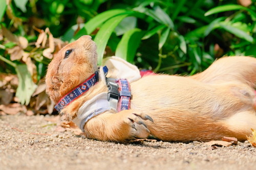 わんこのまねして地面にすりすりブイくん