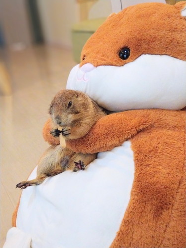 わんこのまねして地面にすりすりブイくん