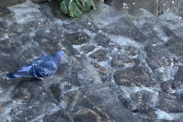 リアルマジック