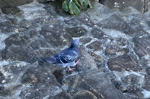 リアルマジック