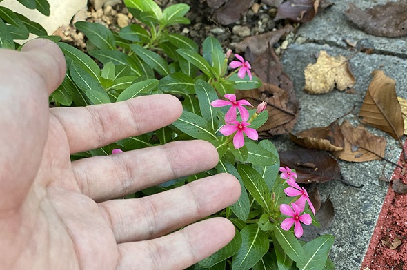 リアルマジック