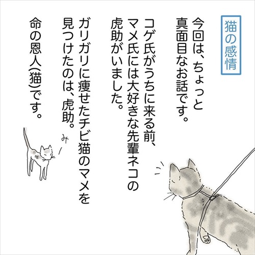 猫の悲しみの感情