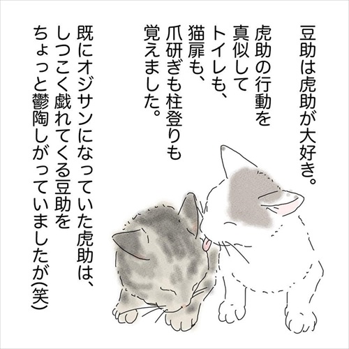 猫の悲しみの感情