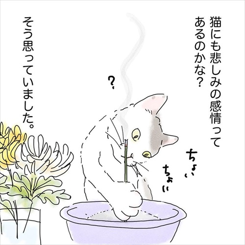 猫の悲しみの感情