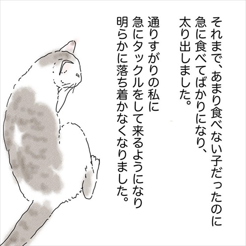 猫の悲しみの感情