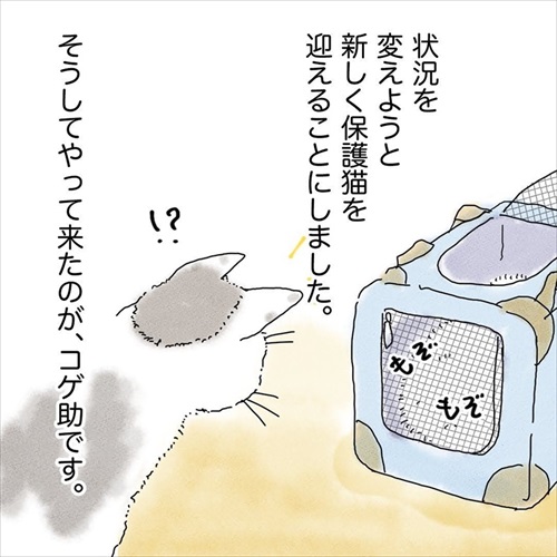 猫の悲しみの感情