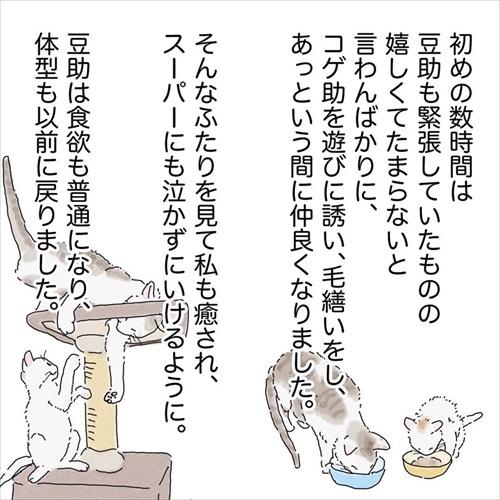 猫の悲しみの感情