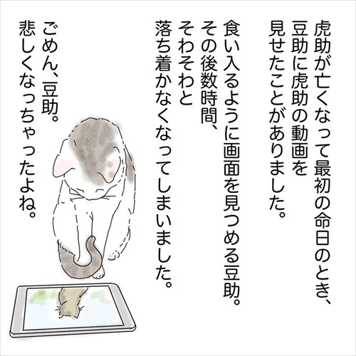 猫の悲しみの感情