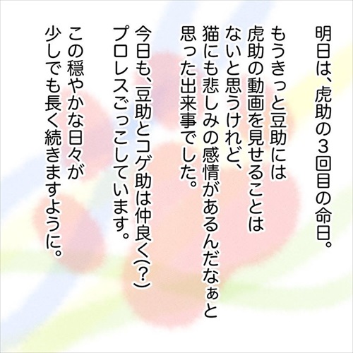 猫の悲しみの感情