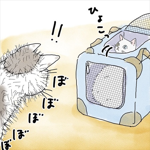 猫の悲しみの感情