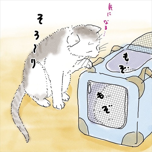 猫の悲しみの感情