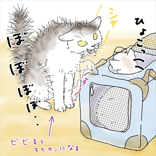 猫の悲しみの感情