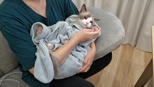 ふわふわ猫ちゃんのビフォーアフター