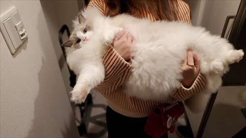 ふわふわ猫ちゃんのビフォーアフター