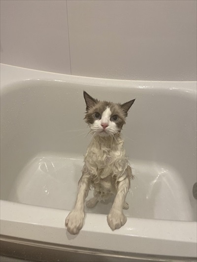 ふわふわ猫ちゃんのビフォーアフター