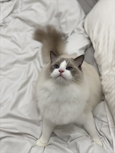 ふわふわ猫ちゃんのビフォーアフター