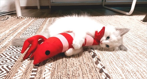 ふわふわ猫ちゃんのビフォーアフター