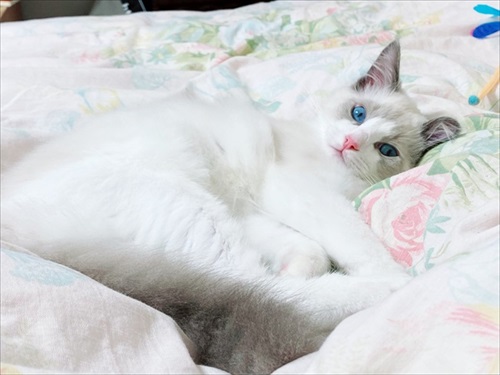 ふわふわ猫ちゃんのビフォーアフター