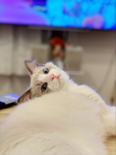 ふわふわ猫ちゃんのビフォーアフター