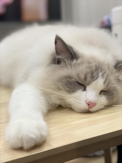 ふわふわ猫ちゃんのビフォーアフター