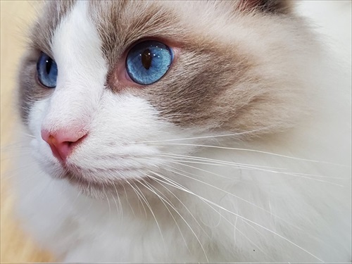 ふわふわ猫ちゃんのビフォーアフター