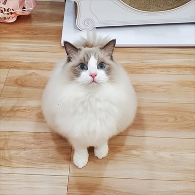 ふわふわ猫ちゃんのビフォーアフター