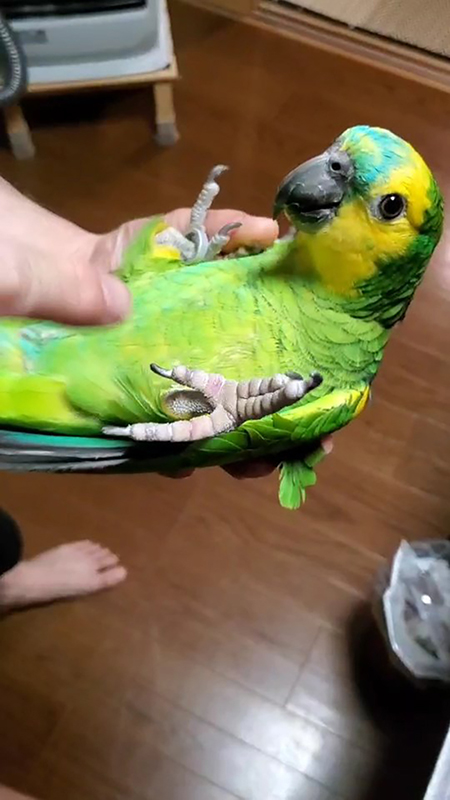 アオボウシインコさんのおなか