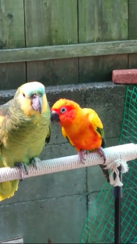 距離を取るアオボウシインコさん