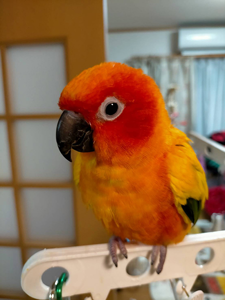 コガネメキシコインコさん