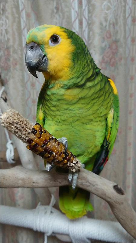 アオボウシインコさん