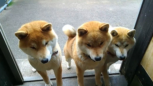 キャベツ待機3匹