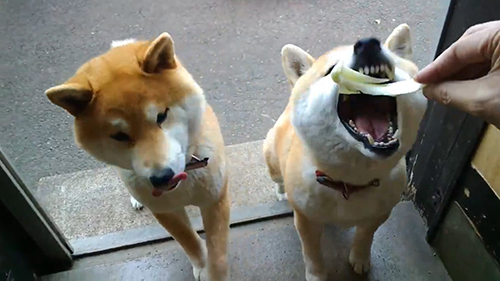 キャベツをもらいにくるモモさん