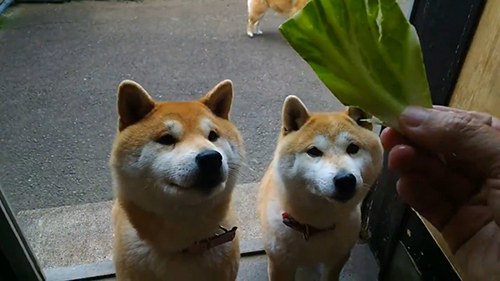 キャベツ待機2匹