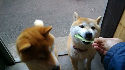 キャベツをくわえるモモさん