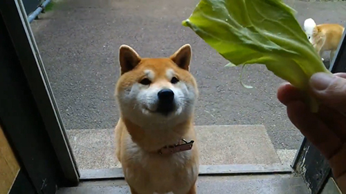 キャベツ待機2匹