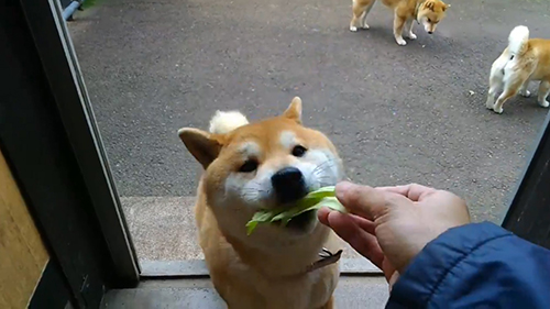 キャベツをくわえる長女ちゃん
