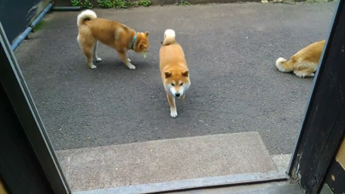 キャベツをもらいにくる長女ちゃん